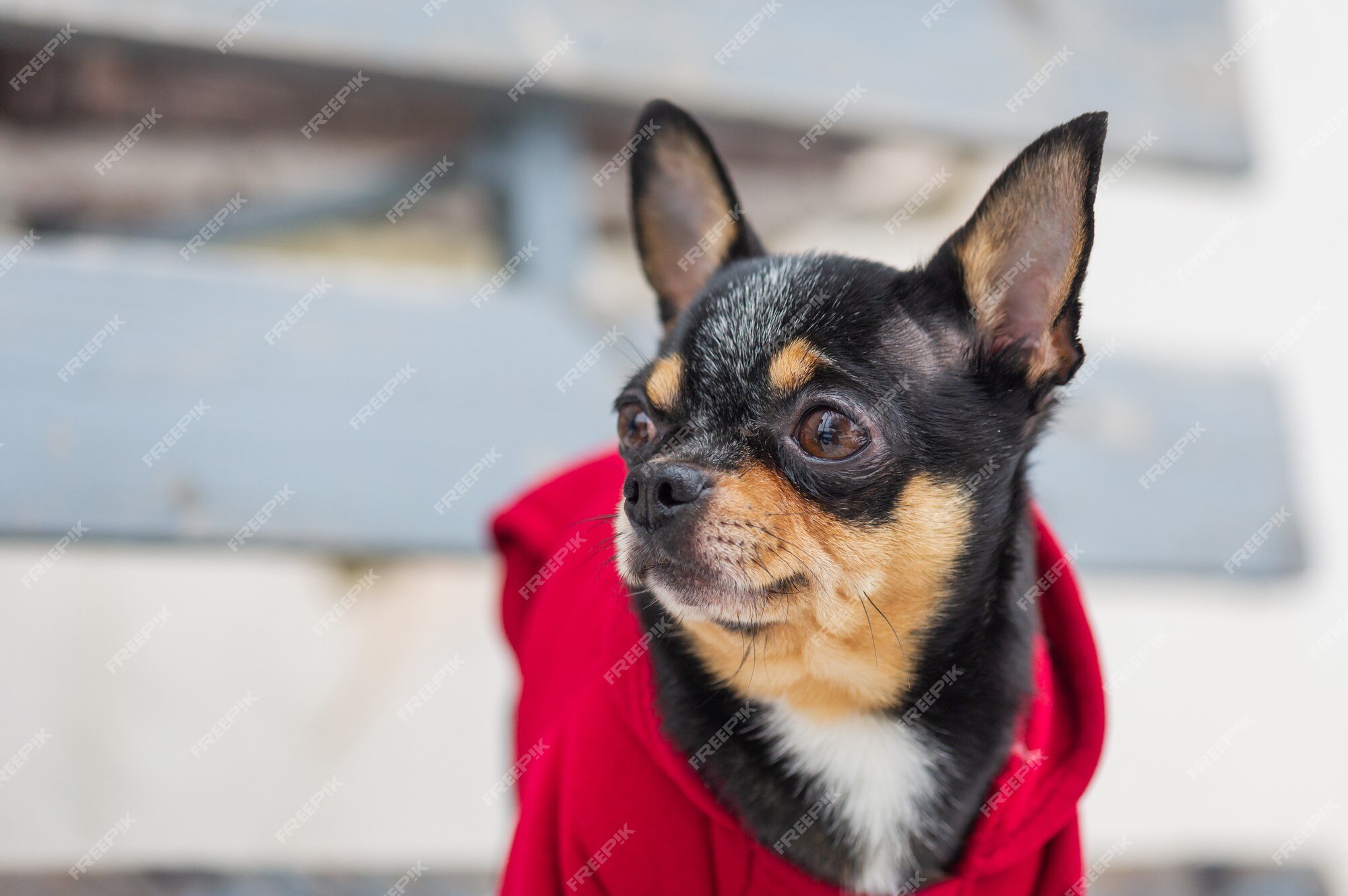 Suéter pulôver para cachorro, roupas de inverno para animais de