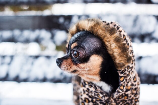 Casaco pequeno para cachorro frio no inverno.