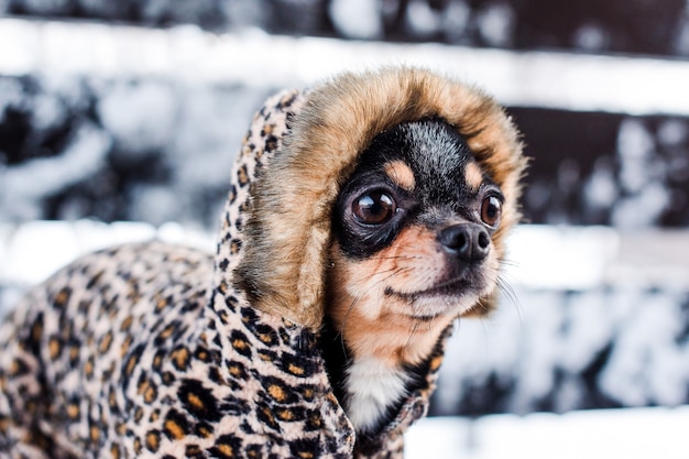 Casaco pequeno para cachorro frio no inverno.