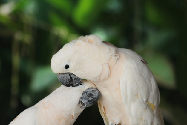 Casal amante branco papagaio ou cacatua ave