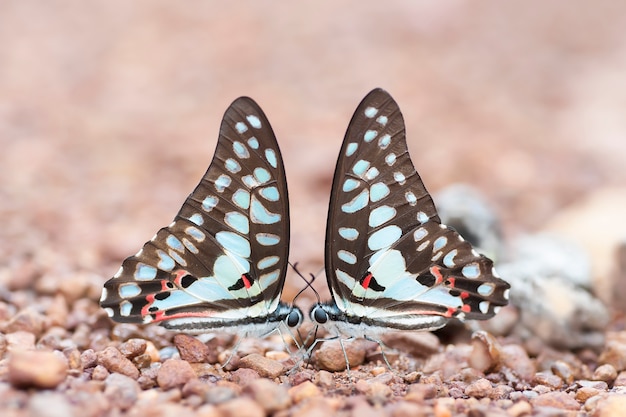 casal borboletas estão sugando Mineral no chão na natureza, conceito de amante