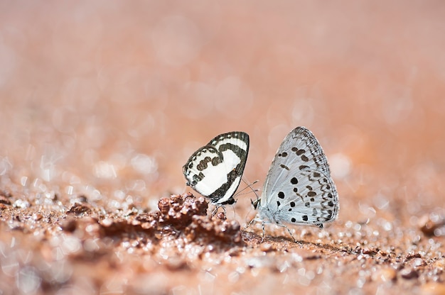 Casal borboletas estão sugando mineral no chão na natureza, conceito de amante