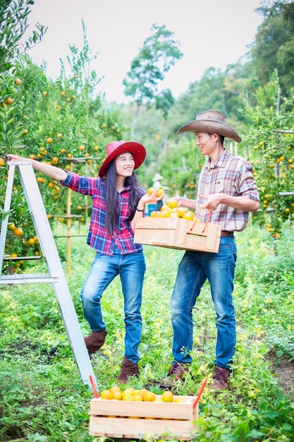 casal de agricultores colhendo laranjas em um campo de laranjeira