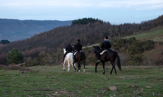 casal de cavalos