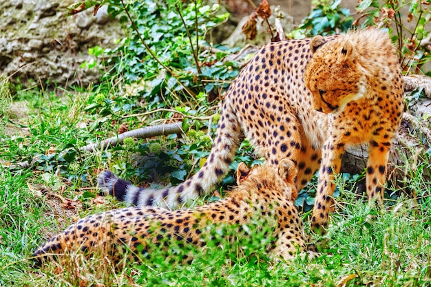 Casal de Cheetah (Acinonyx jubatus) é um grande felino da subfamília Felinae, que habita a maior parte da África e partes do Irã.