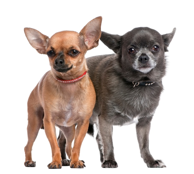 Casal de chihuahua