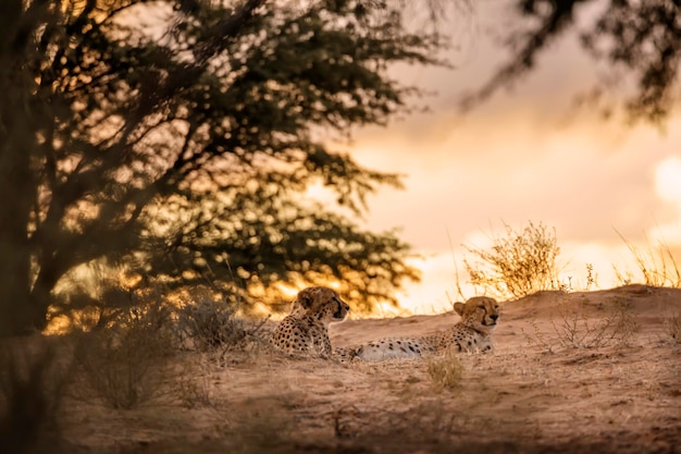 Foto casal de chitas deitado ao pôr-do-sol no parque transfronteiriço de kgalagadi, áfrica do sul espécie acinonyx jubatus família de felidae