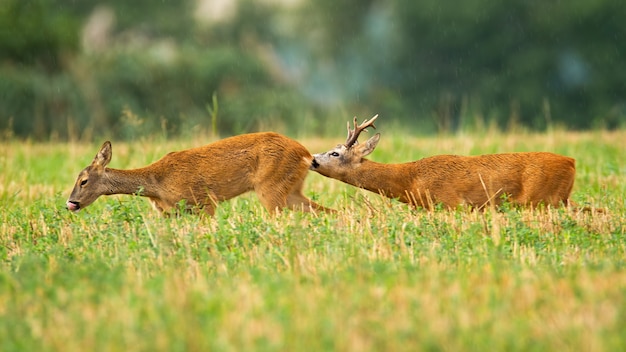 Casal de corça buck e corça na temporada de acasalamento no verão no campo de restolho