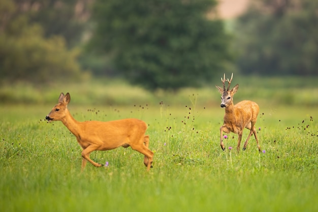 Casal de corça correndo no Prado na temporada de verão