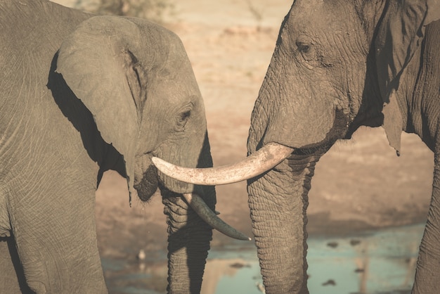 Foto casal de elefantes africanos, jovens e adultos, no poço.