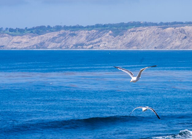 Casal de gaivota voando acima do oceano