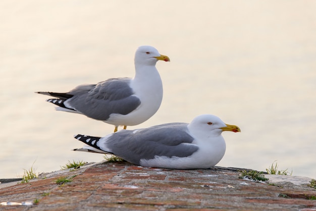 Casal de gaivotas no telhado