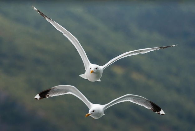 Casal de gaivotas voando