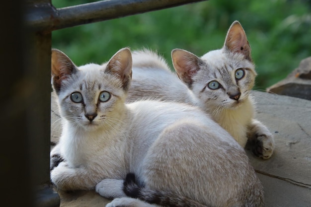 Casal de gatos vadios.