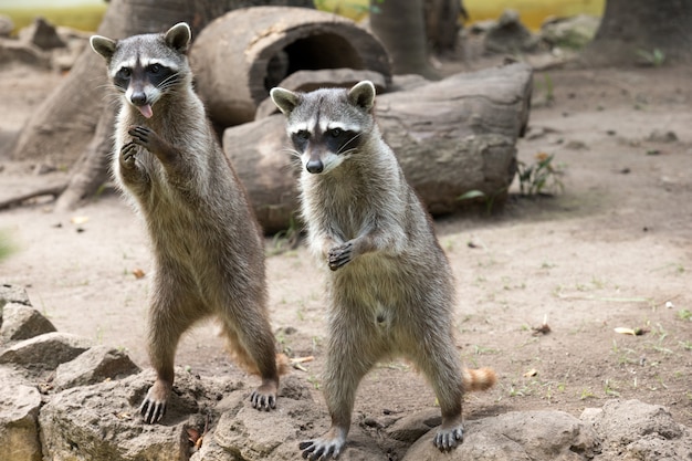 Casal de guaxinins