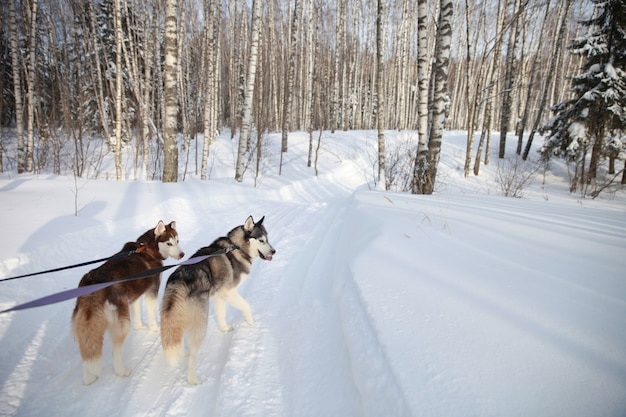 Casal de husky siberiano em uma caminhada na floresta. um husky com olhos multicoloridos. amor por animais de estimação