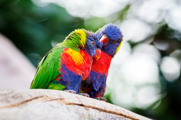 Casal de lori em uma árvore