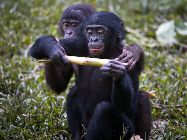 Casal de macacos bonobos bebês comendo um caule na República Democrática do Congo