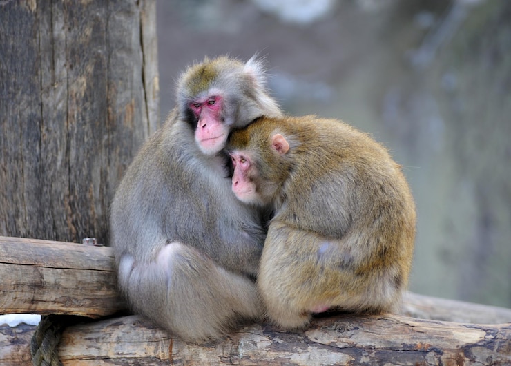 Foto casal de macacos
