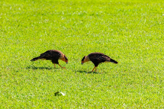 Foto casal de pássaros caracara plancus alimentando-se no gramado em um dia ensolarado, casal de gaviões muito bonitos, aves de rapina.