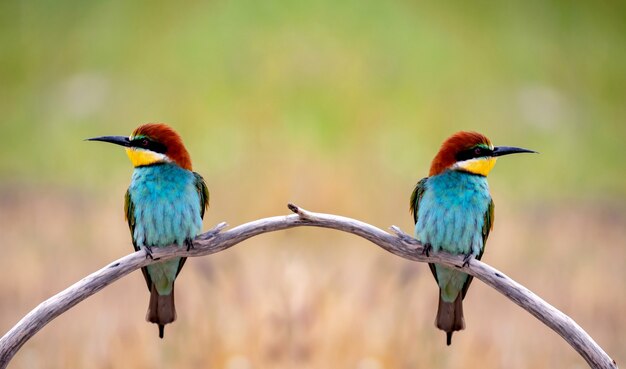 Casal de pássaros comedores de abelha coloridos sentado em um galho na primavera