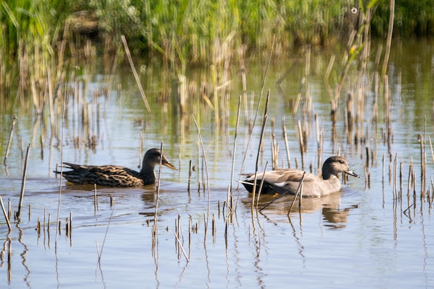 Casal de patos nadando em uma lagoa