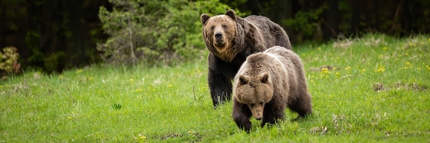 Casal de urso pardo cortejando durante a temporada de acasalamento de verão