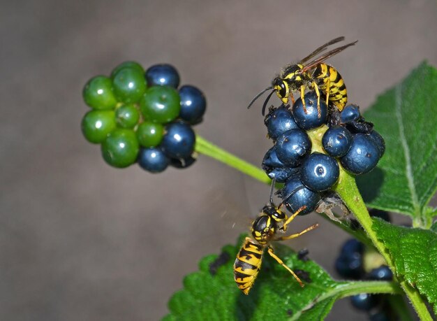 Casal de vespas em frutas de verbena