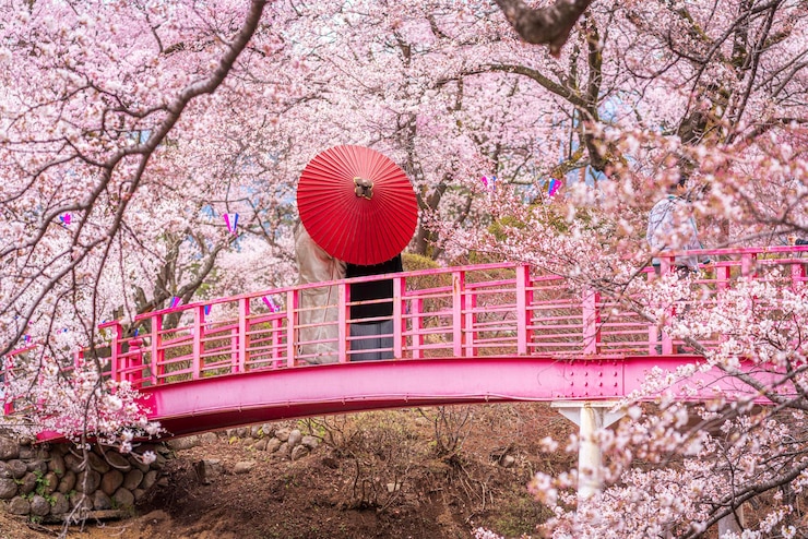 Foto casal de viajantes com um guarda-chuva vermelho e caminhando pela ponte com a montanha fuji e sakura flowe