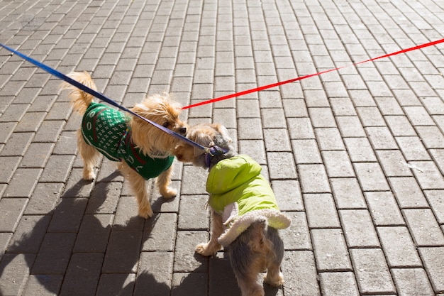 Casal de yorkshire terrier cachorro cheirando um ao outro
