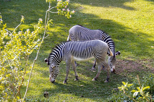 Casal de zebra comendo sua comida