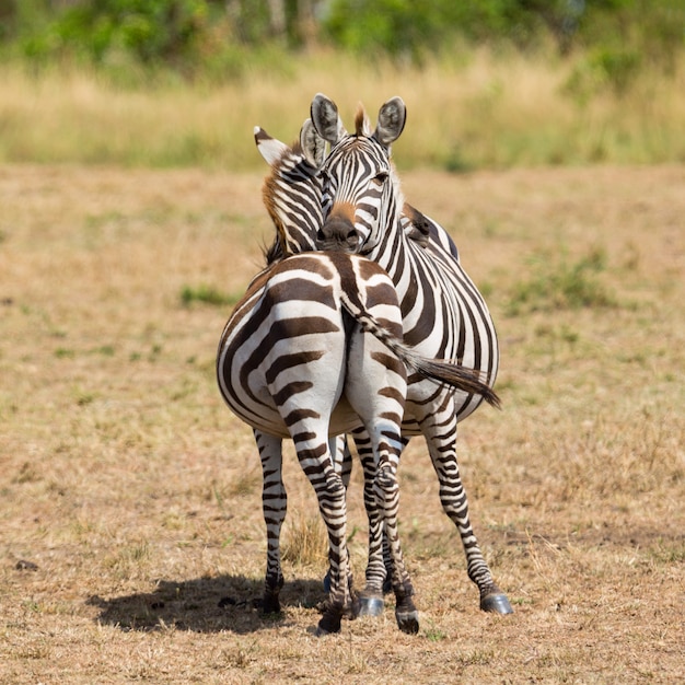 Casal de zebra na savana da áfrica. parque nacional masai mara, quênia