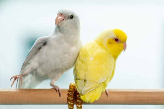 Casal Forpus pequeno pássaro papagaio em um poleiro de madeira