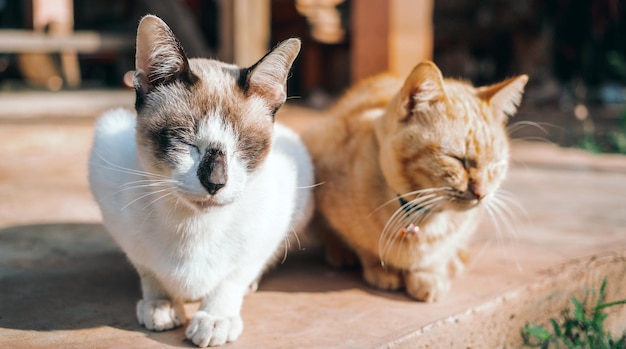 Casal gatos gato branco e gato jovem Ginger tabby sentado no chão de concreto