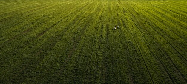 casal homem e mulher em um vestido vai para um campo verde do céu zangão de vista aérea superior