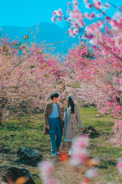 Casal relaxando na área das árvores da primavera Sakura Flower Cherry Blossom Nang Phaya Sua Krong flor em Chiang Mai Tailândia