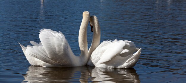 casal Swan