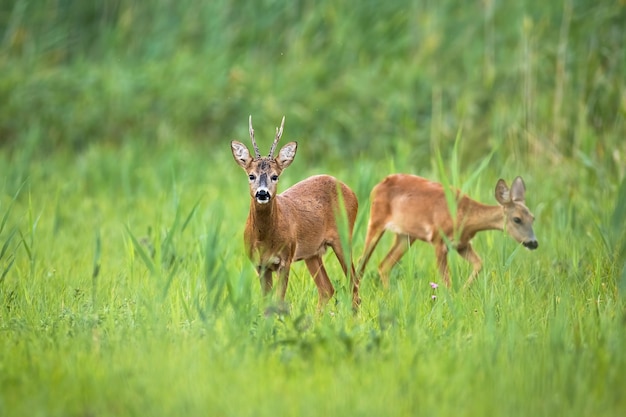 Casal veado dançando na grama longa na natureza de verão