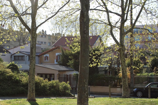 Foto casas y árboles en el parque