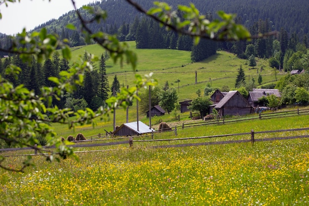 Casas de madeira em colinas de grama nas montanhas e flores em primeiro plano