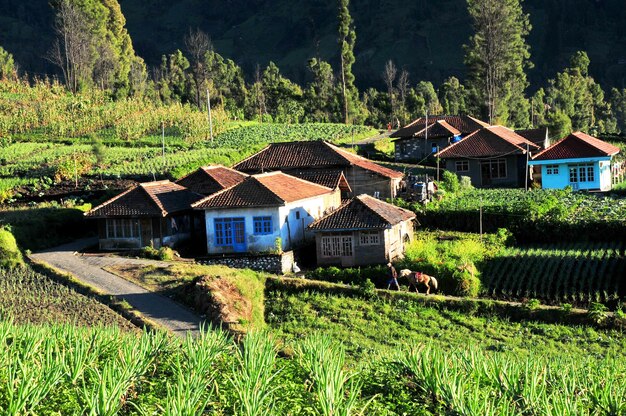 Casas entre árvores e edifícios contra o céu