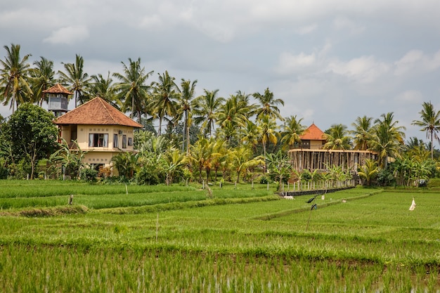 Casas na selva. paisagem de bali.