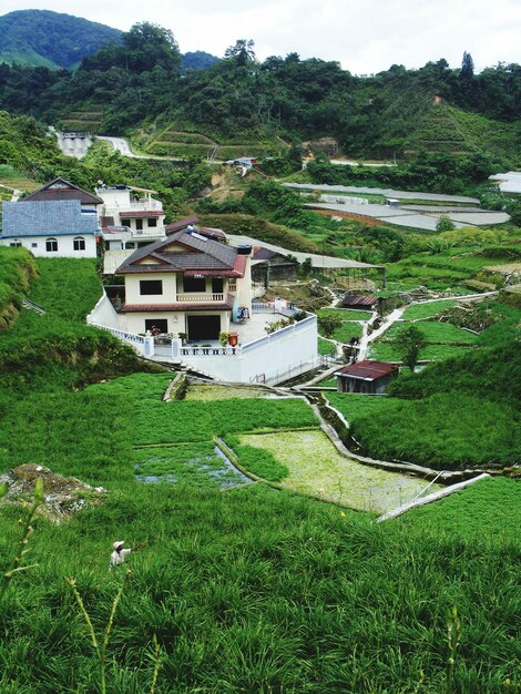 Casas no campo por árvores e edifícios