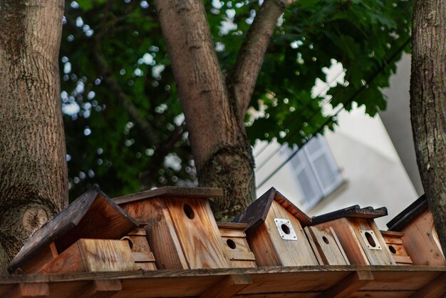 Casas de pájaros en el jardín