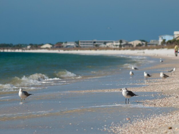 Casas de playa en Mexico Beach, Florida.