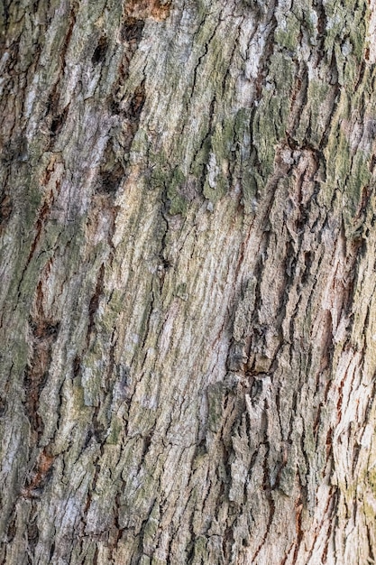 Casca de árvore áspera fecha para fundo de textura