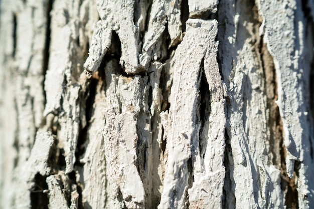 Casca de árvore áspera na pintura branca da luz do sol da floresta na superfície das moscas do besouro