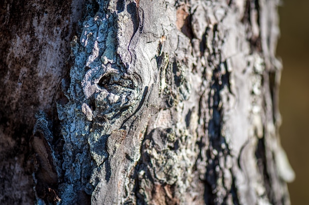Casca de árvore. Casca marrom-acinzentada, áspera, profundamente enrugada de pinho. Fechar-se