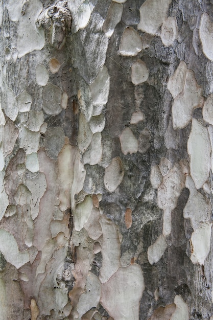 Casca de árvore de eucalipto para textura e fundo