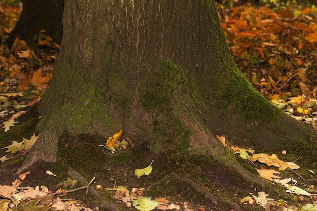 Casca de árvore de madeira velha com musgo verde. Foto de close